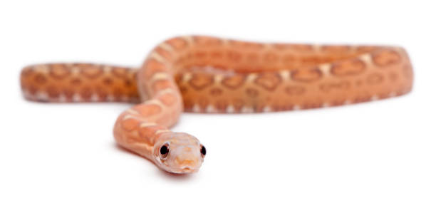 istock Scaleless Corn Snake, Pantherophis Guttatus, in front of white background 1068420552
