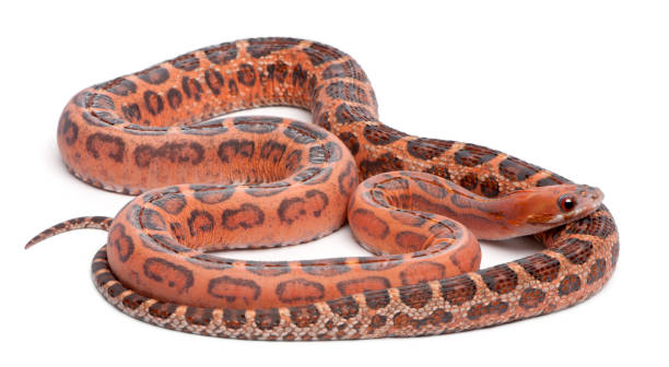 istock Scaleless Corn Snake, Pantherophis Guttatus, in front of white background 1068420608
