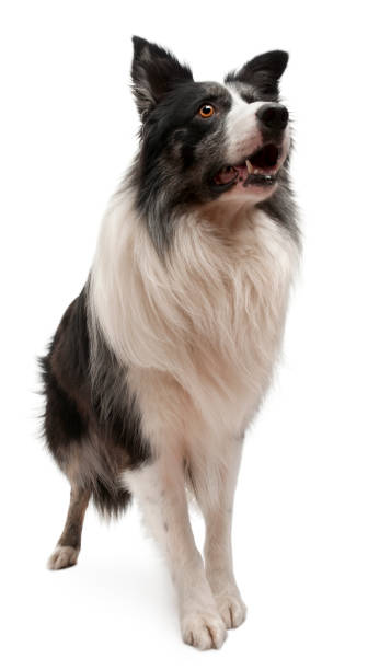 istock Border Collie standing in front of white background 1068420780