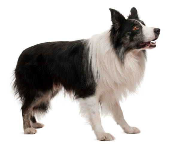 istock Border Collie standing in front of white background 1068420788
