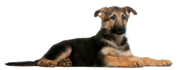 istock German Shepherd puppy, 4 months old, lying in front of white background 1068421902