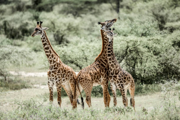 istock Giraffes playing in Serengeti National Park 1068425068