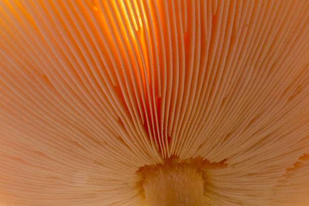 Extreme close-up of the hood of a mushroom Extreme close-up of the hood of a mushroom fungus gill stock pictures, royalty-free photos & images