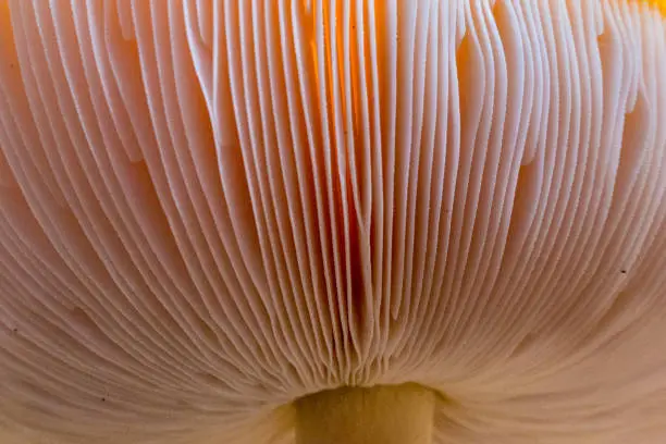 Extreme close-up of the hood of a mushroom