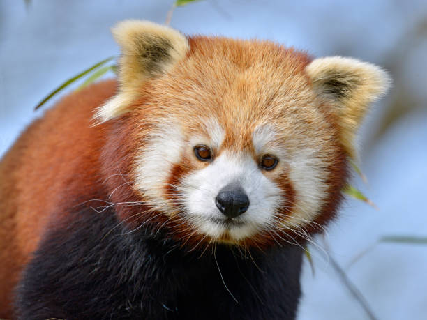 istock Portrait of red panda 1068427970