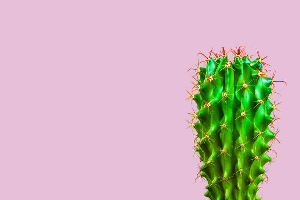 istock Green cactus on pink background 1068428414