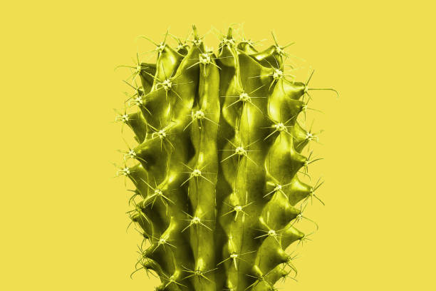 istock Golden yellow cactus 1068428434