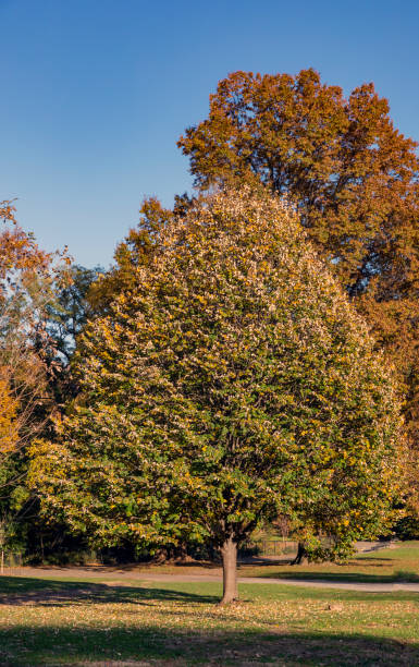 istock Autumn in the Park 1068431366