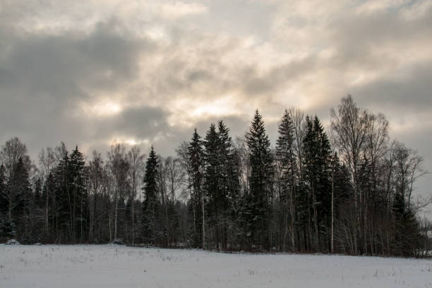 istock wild forest in winter with high level of snow 1068438432