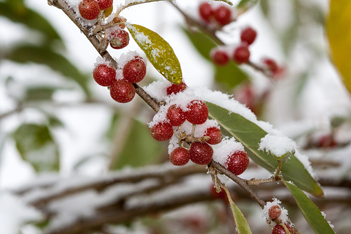 Ripe Autumn Olive Berries (Elaeagnus Umbellata) growing on a branch are under snow. oleaster