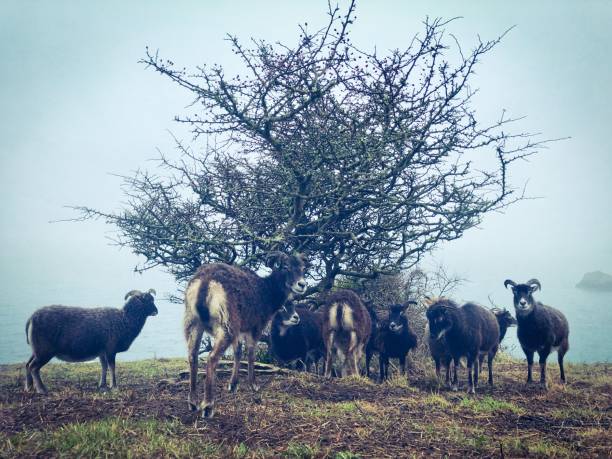 istock Herd of British Soay Sheep 1068442410