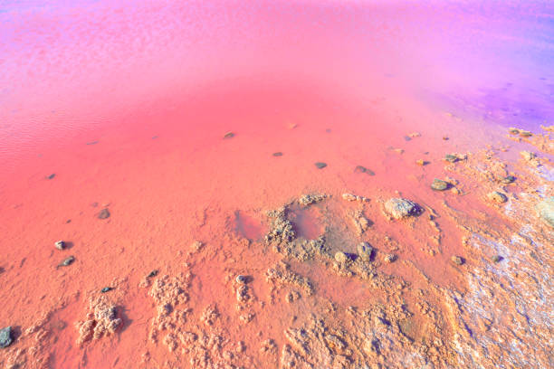 Natural Pink Lake shore backgroung. Details of Salt Lake in Gregory, Western Australia. Scenic Hutt Lagoon with vivid pink color for the presence of algae. Summer season. Colored wallpaper.