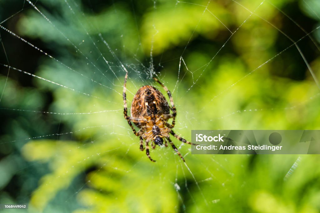 Kreuzspinne - Araneus The garden cross spider belongs to the genus of true wheel web spiders Anesthetic Stock Photo