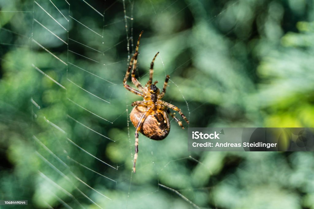 Kreuzspinne - Araneus The garden cross spider belongs to the genus of true wheel web spiders Spider Stock Photo