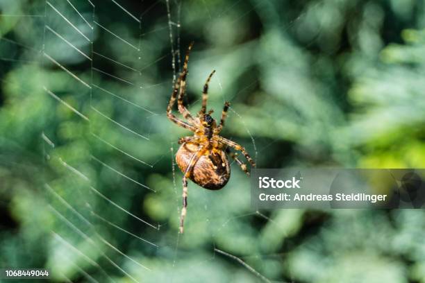 Kreuzspinne Araneus Stock Photo - Download Image Now - Spider, Yard - Grounds, Anesthetic