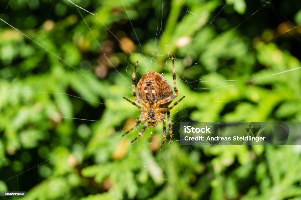 Kreuzspinne - Araneus The garden cross spider belongs to the genus of true wheel web spiders Anesthetic Stock Photo