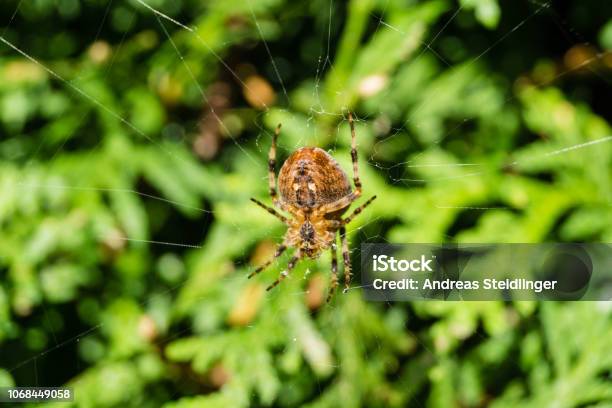 Kreuzspinne Araneus Stock Photo - Download Image Now - Anesthetic, Animal, Animal Antenna