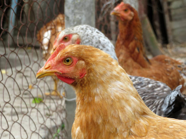 istock Hens in the chicken coop 1068449964