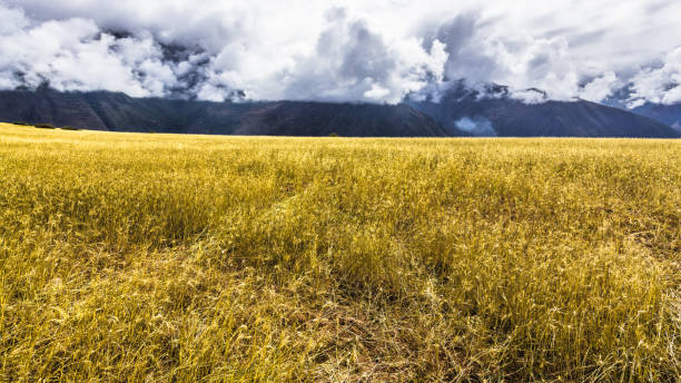Field of Mature wheat on a high plateau in the heart of the Andes, surrounded by snowy mountain peaks.