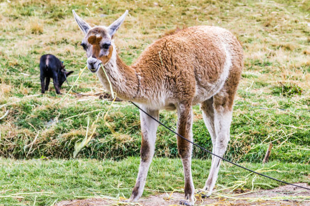 vicuña peruano no pasto - block the americas mountain peak plateau - fotografias e filmes do acervo