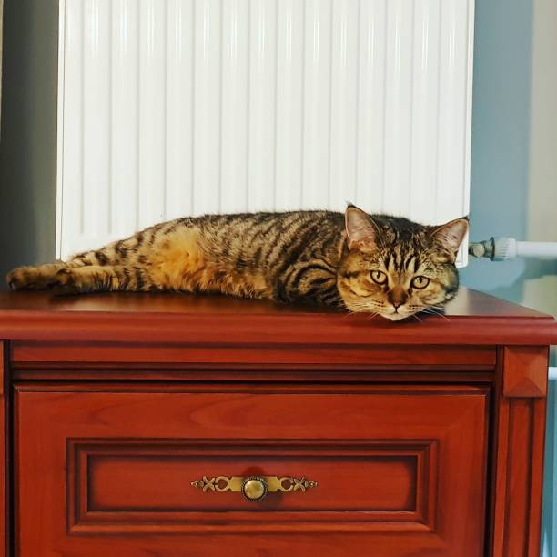 istock Beautiful scottish straight cat 1068460432