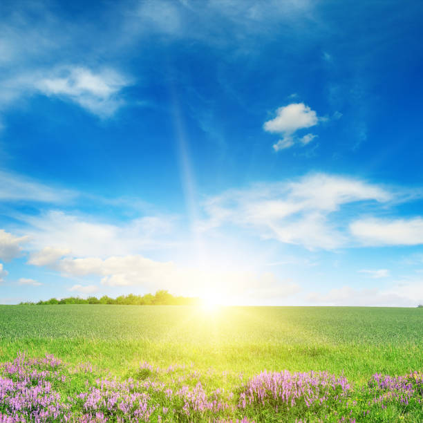 緑の春麦畑の風光明媚な風景 - field landscape green wheat ストックフォトと画像