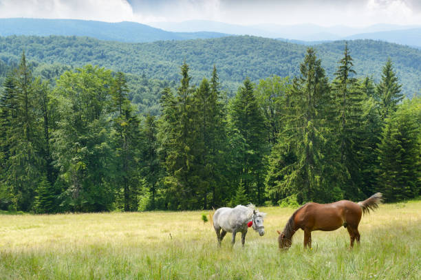 istock Beautiful horses graze on pasture. 1068463072