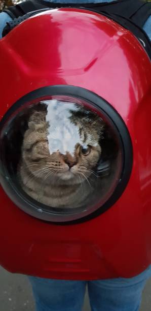istock Beautiful scottish straight cat 1068466222