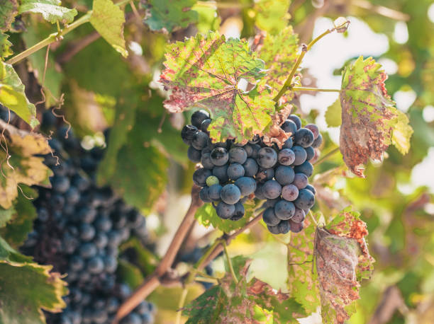 istock Large grapes on the farm - Luberon - a good year 1068469658