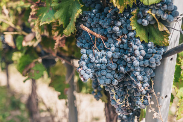 istock Large grapes on the farm - Luberon - a good year 1068469696