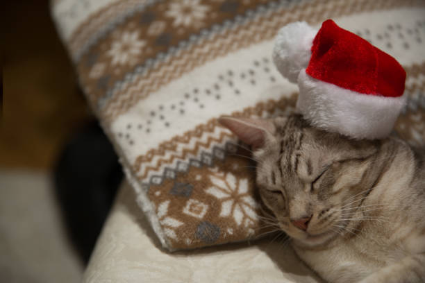 istock Cat ocicat in Christmas red hat, peacefully sleeping on the sofa on ornamented pillow. Christmas background. 1068469710
