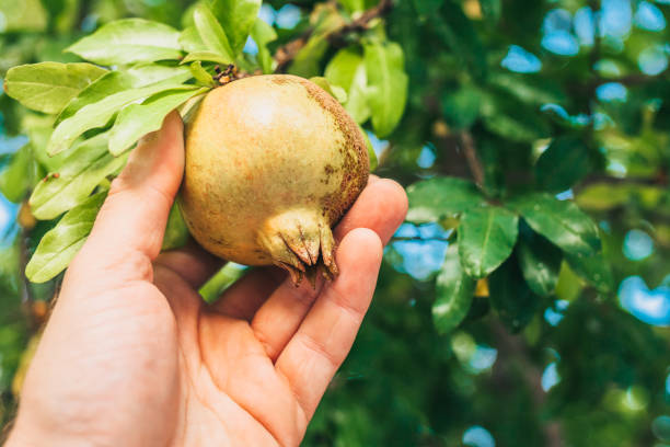 istock Unripe pomegranate fruit on the branch 1068470382
