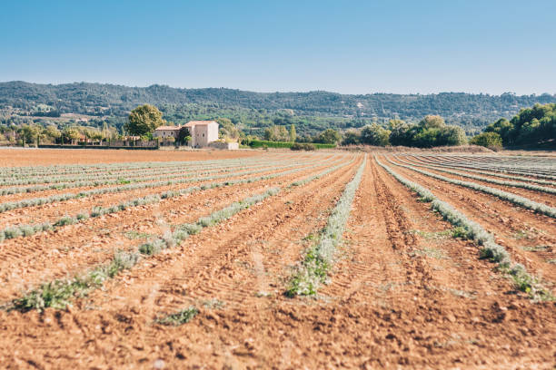 Lavender Farm in the Fall in the Luberon - Provence