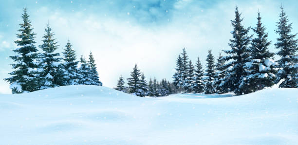 paisaje de invierno hermosa con nieve cubierto de árboles. fondo de navidad - pino conífera fotos fotografías e imágenes de stock