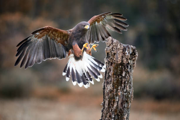 harris hawk - harris hawk hawk bird of prey bird imagens e fotografias de stock