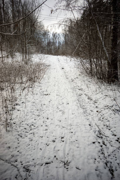 istock wild forest in winter with high level of snow 1068477526