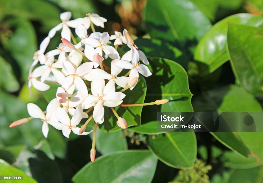 Foto de Ixora Branca Flor e mais fotos de stock de Arbusto - Arbusto,  Botânica - Assunto, Colorido - iStock