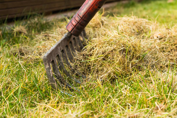 Cleaning up the grass with a rake. Cleaning up the grass with a rake. Aerating and scarifying the lawn in the garden. Improving the quality of the lawn by picking up old grass and moss. scarification stock pictures, royalty-free photos & images