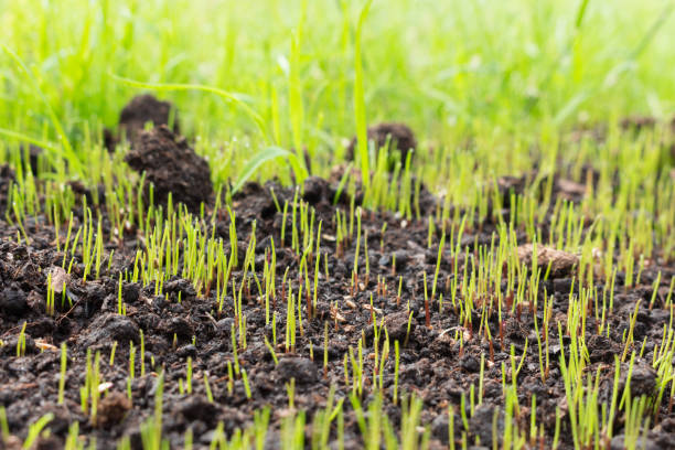 grass seeds begin to grow on new soil in the garden grass seeds begin to grow on new soil in the garden. Young seedlings, grown for some days at springtime. topsoil stock pictures, royalty-free photos & images