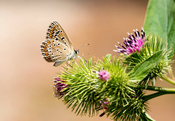 istock Beatiful butterfly on the plant in nature. 1068482010