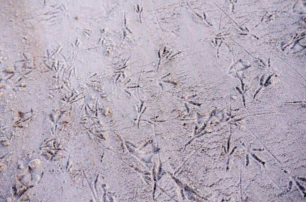 huellas de gaviota en la playa - sand footprint track following fotografías e imágenes de stock