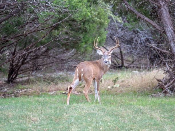 istock Large Deer Buck Standing on Grass and Looking Backwards Towards Camera 1068484536