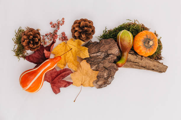 istock autumn decoration against white background 1068484616