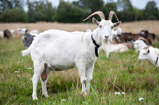 white goat full-size standing on summer outdoor pasture