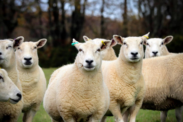 istock English sheep in a grass field 1068487304