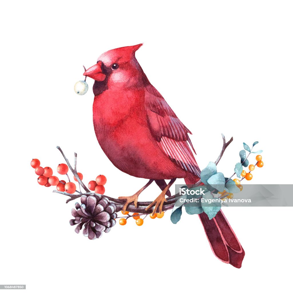 Red cardinal sitting on a twig of eucalyptus and berries. Red cardinal sitting on a twig of eucalyptus and berries. Isolated watercolor christmas illustration. Cardinal - Bird stock illustration