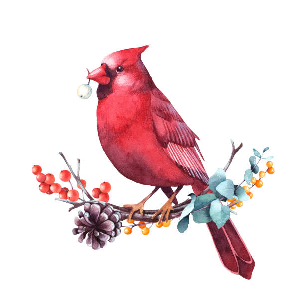 Red cardinal sitting on a twig of eucalyptus and berries. Red cardinal sitting on a twig of eucalyptus and berries. Isolated watercolor christmas illustration. cardinal bird stock illustrations