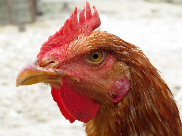 istock Portrait of chicken 1068489066