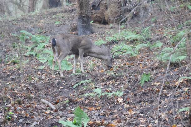 istock Deer. Shiloh Ranch Regional Park 1068489158