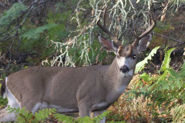 istock Deer. Shiloh Ranch Regional Park 1068489558